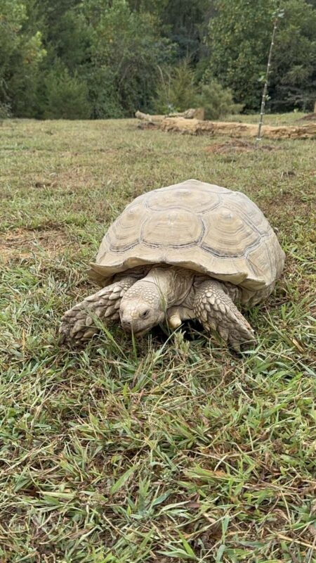 Exotic Animal Encounters