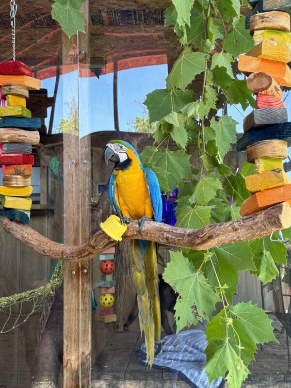 Jayell Ranch Exotic Animal Encounters