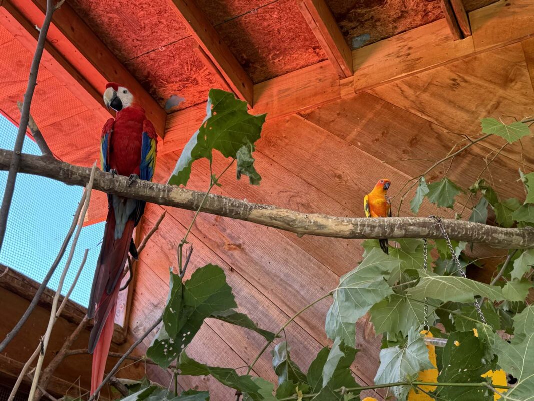 Jayell Ranch Exotic Animal Encounters