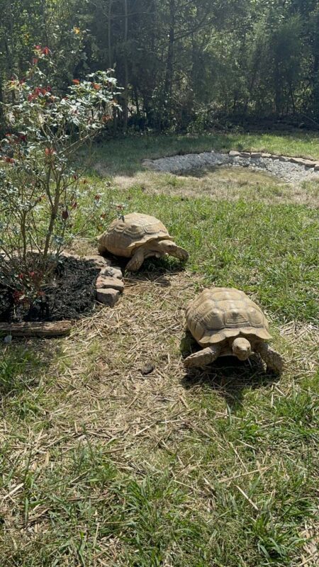 Jayell Ranch Exotic Animal Encounters