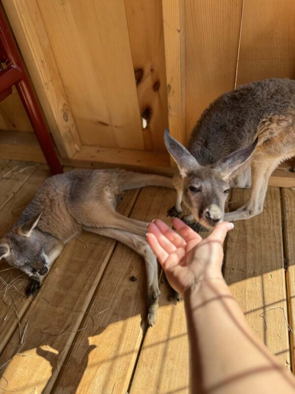 Jayell Ranch Exotic Animal Encounters