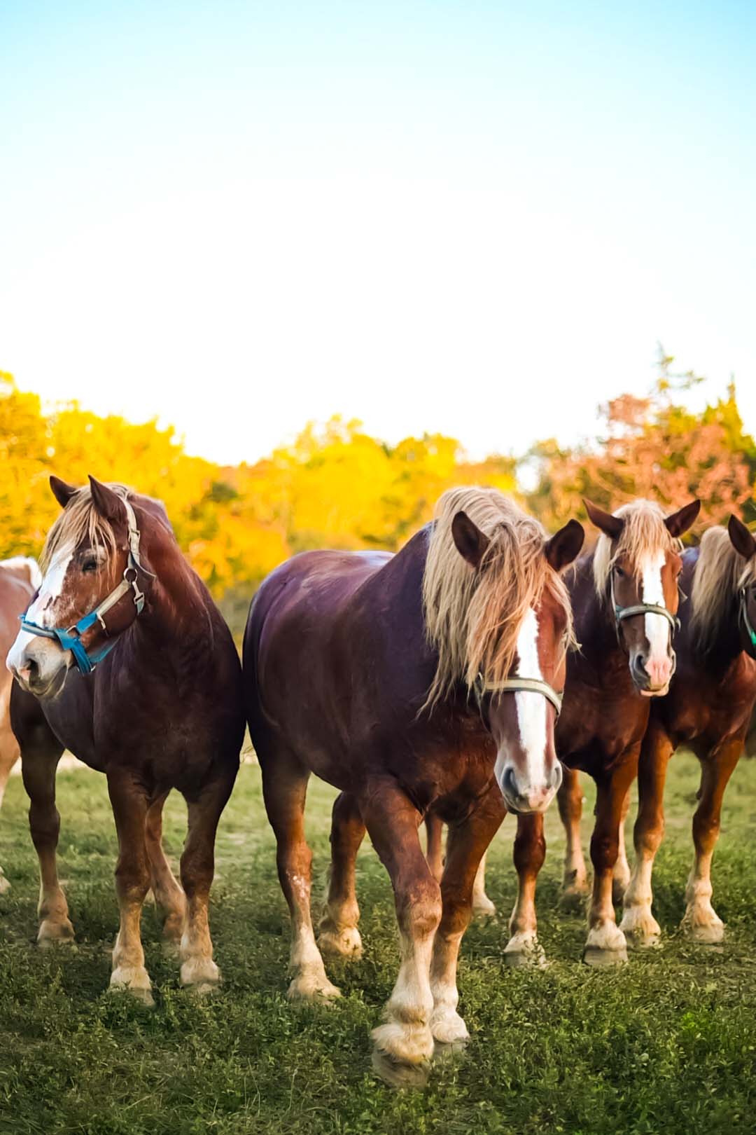 Animal Welfare at Jayell Ranch: Where Adventure Meets Compassion