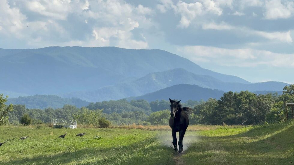 Where Family Memories Are Made: A Day at Jayell Ranch Family Adventure ...
